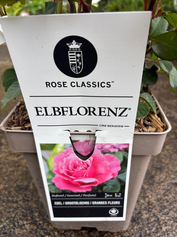 Rose Elbflorenz
