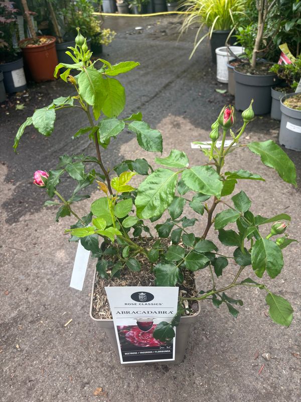 Rose Abracadabra
