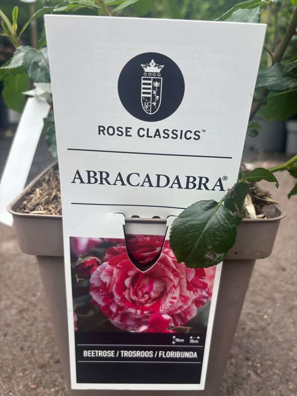 Rose Abracadabra