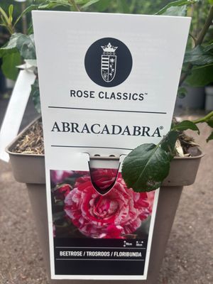 Rose Abracadabra