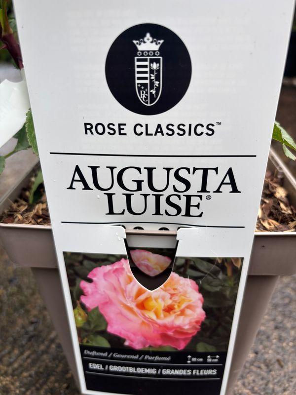 Rose Augusta Luise