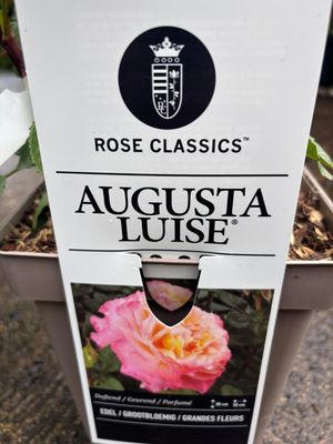 Rose Augusta Luise