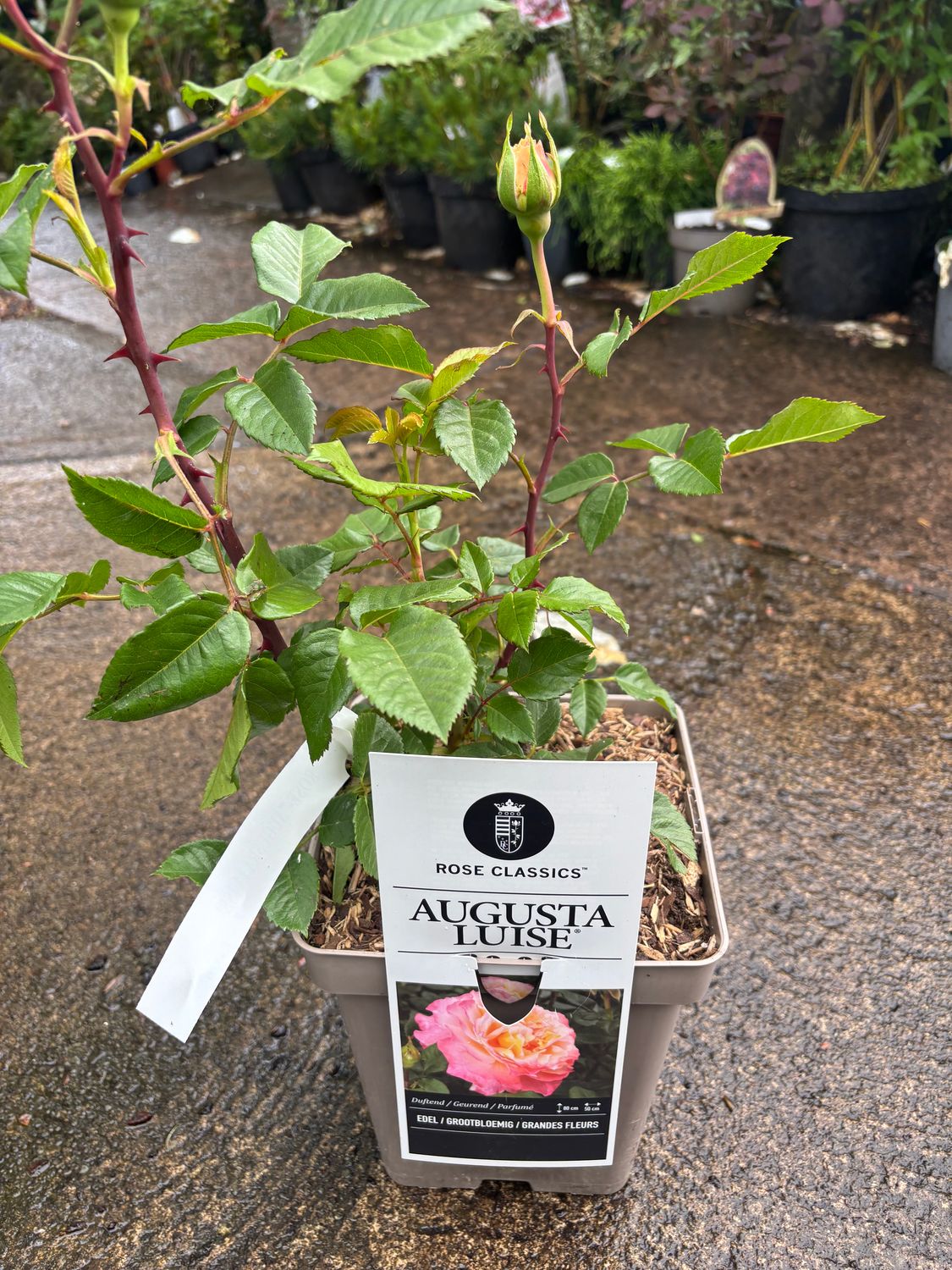 Rose Augusta Luise