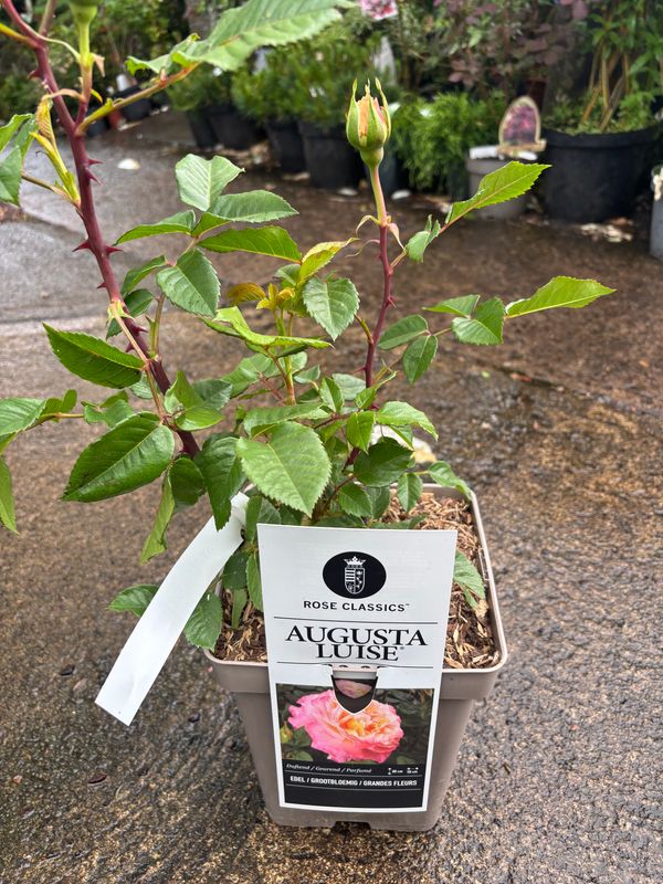 Rose Augusta Luise