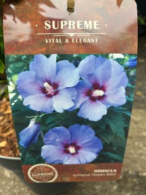 Hibiscus Oiseau Blue