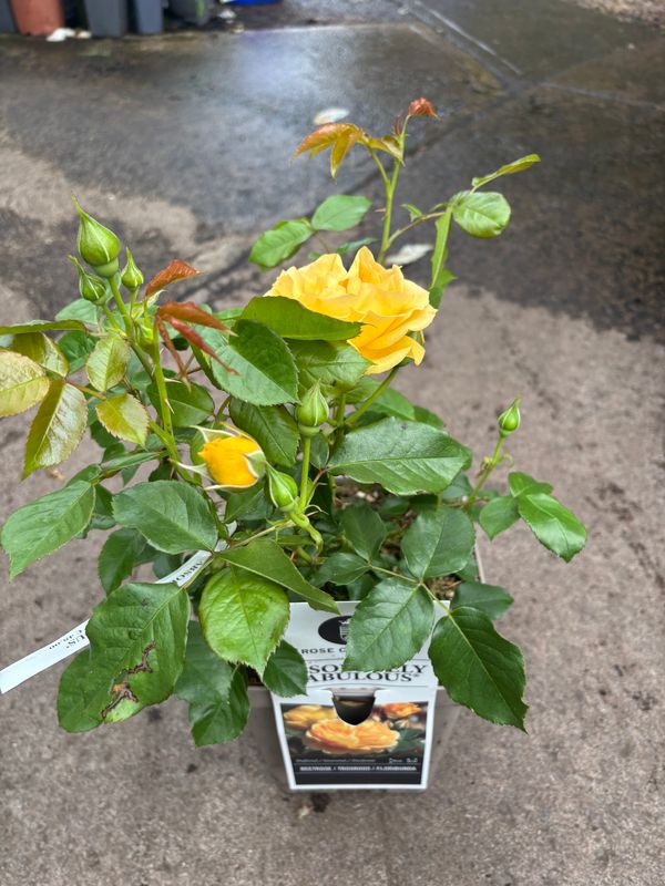 Rose Absolutely Fabulous