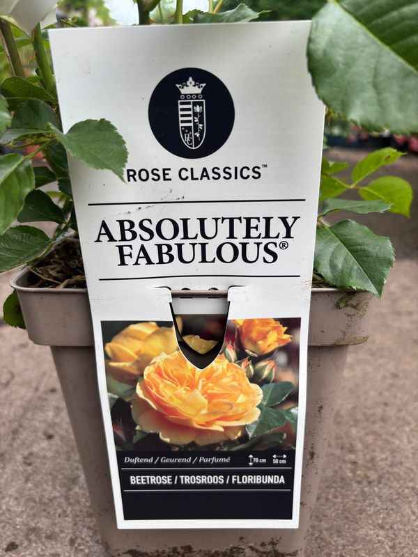 Rose Absolutely Fabulous