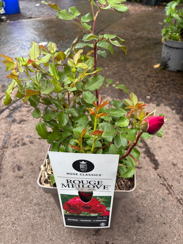 Rose Rouge Meilove