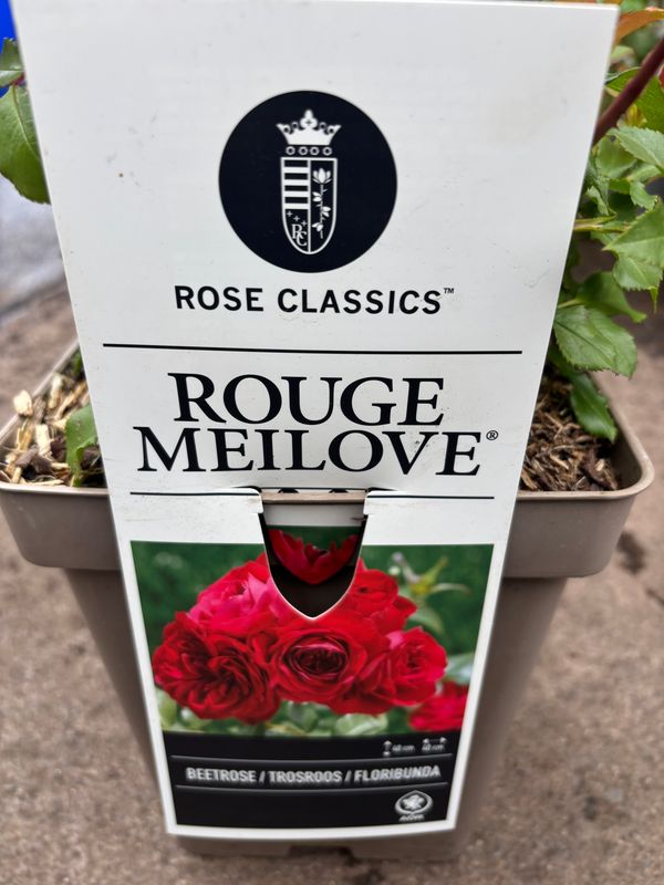 Rose Rouge Meilove