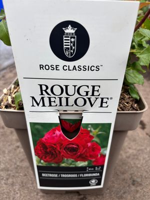 Rose Rouge Meilove