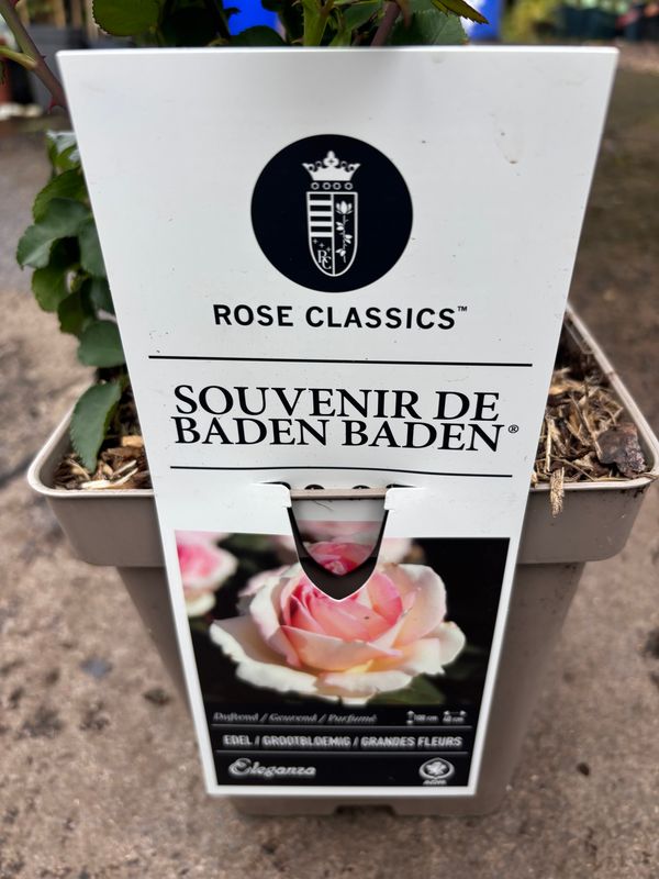 Rose Souvenir de Baden Baden
