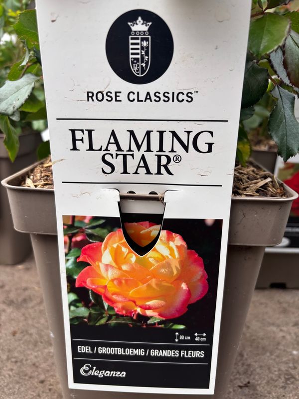 Rose Flaming Star