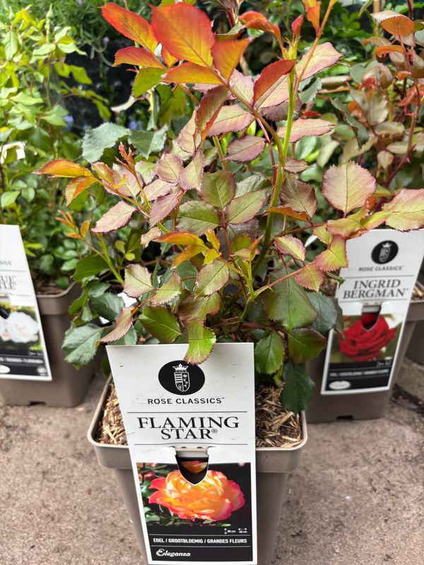 Rose Flaming Star
