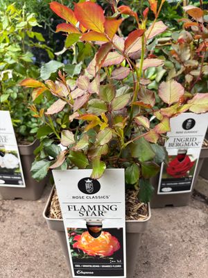 Rose Flaming Star