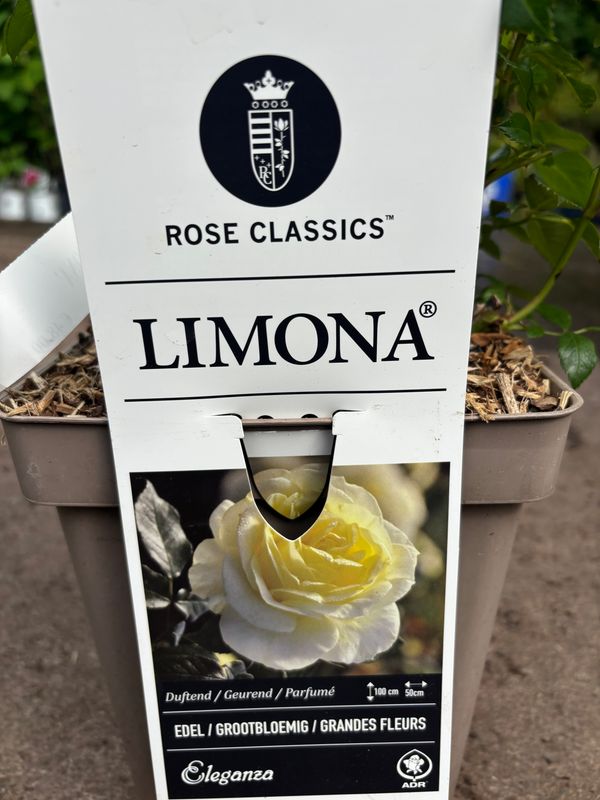 Rose Limona