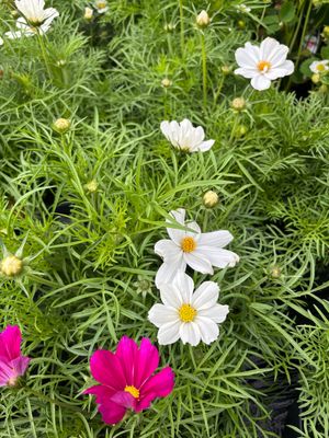 Mixed Cosmos