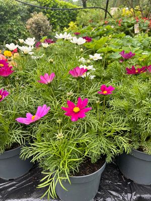 Mixed Cosmos