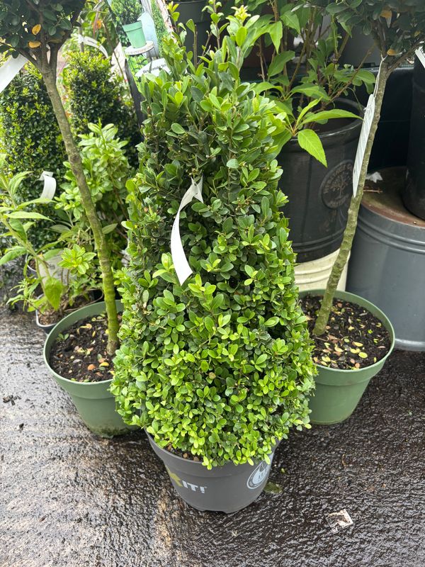 Ilex Jenny Dark Green Pyramid