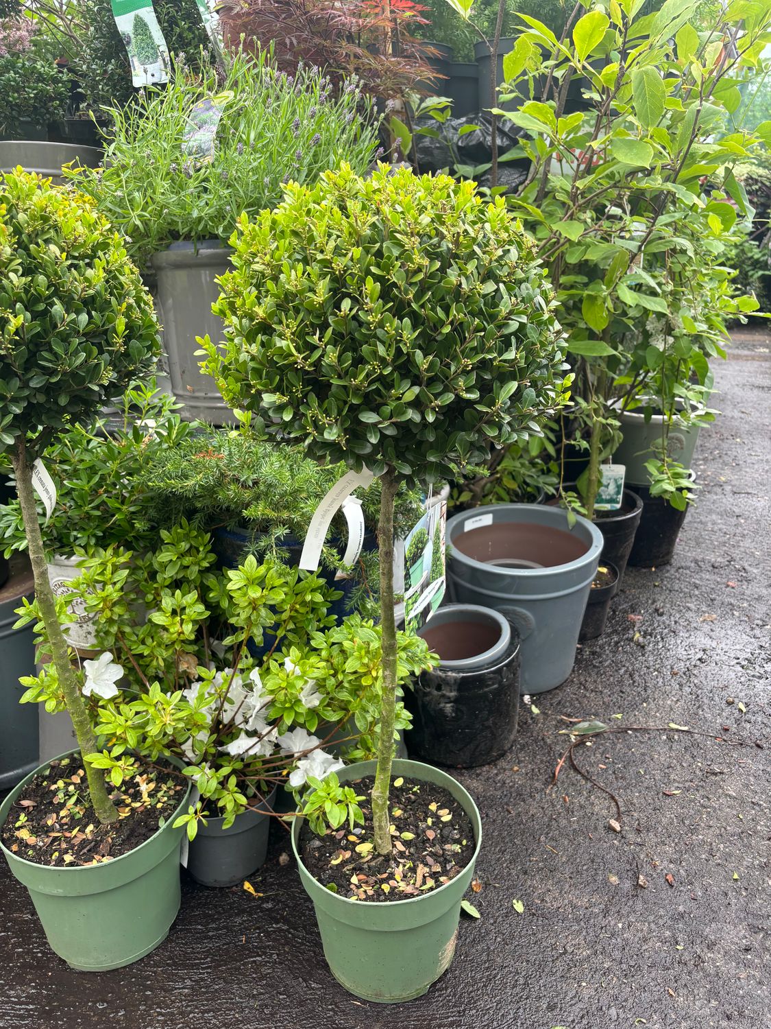 Ilex Jenny Globe on Stem