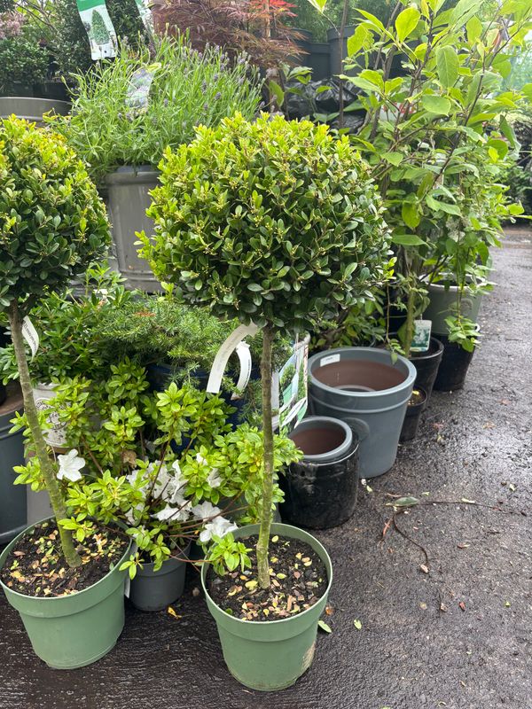Ilex Jenny Globe on Stem