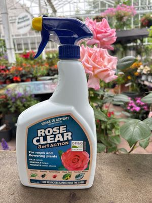 Rose Clear Organic 3 in 1