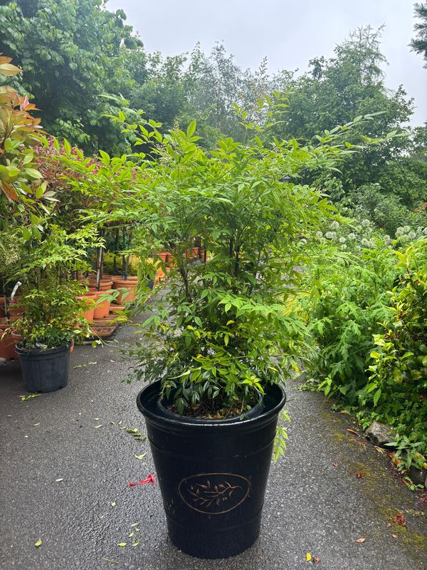 Nandina Red Rum