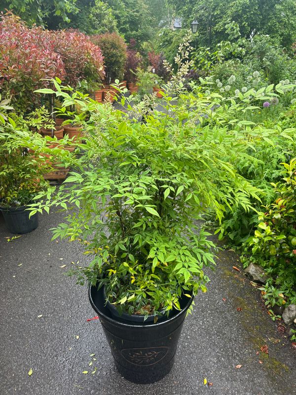 Nandina Red Rum