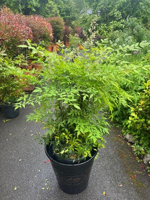 Nandina Red Rum