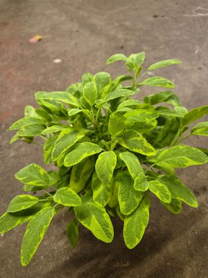 Sage Icterina Gold