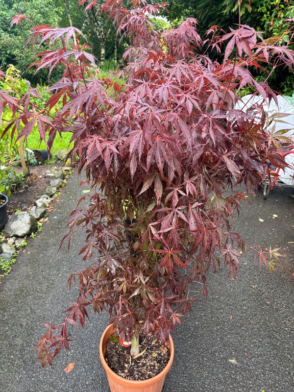 Japanese Maple - Acer Sumi Nagashi