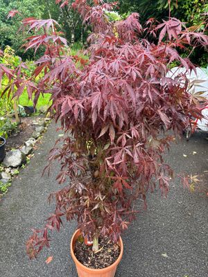 Japanese Maple - Acer Sumi Nagashi