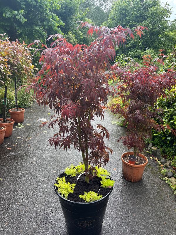 Japanese Maple - Acer Sumi Nagashi