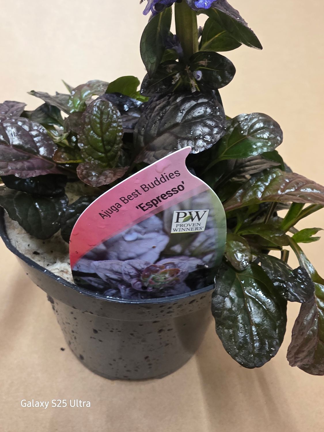 Ajuga Best Buddies "EXPRESSO"