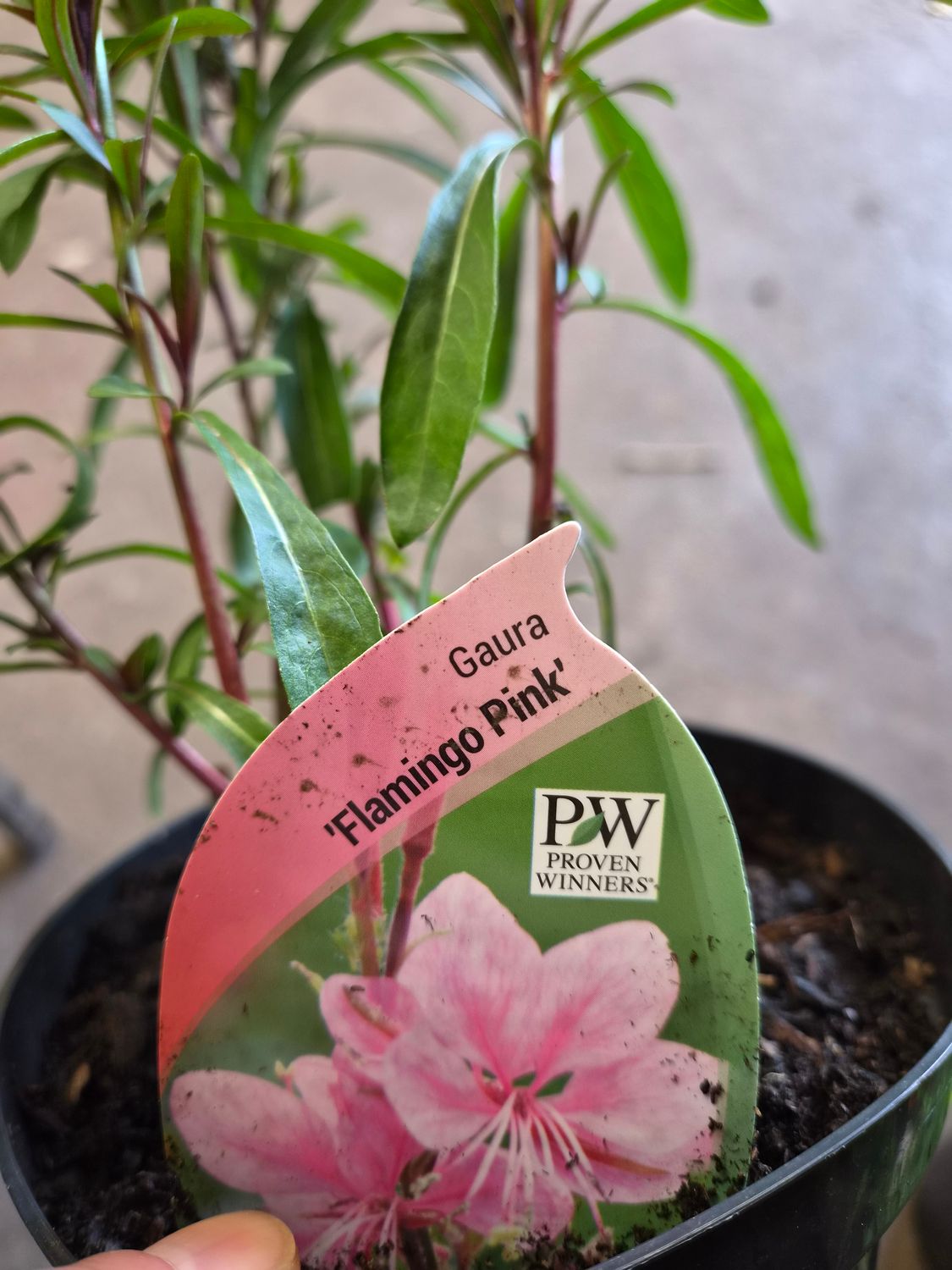 Gaura Flamingo Pink