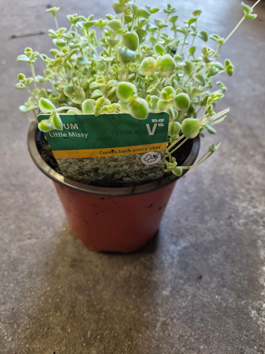 Sedum Little Missy
