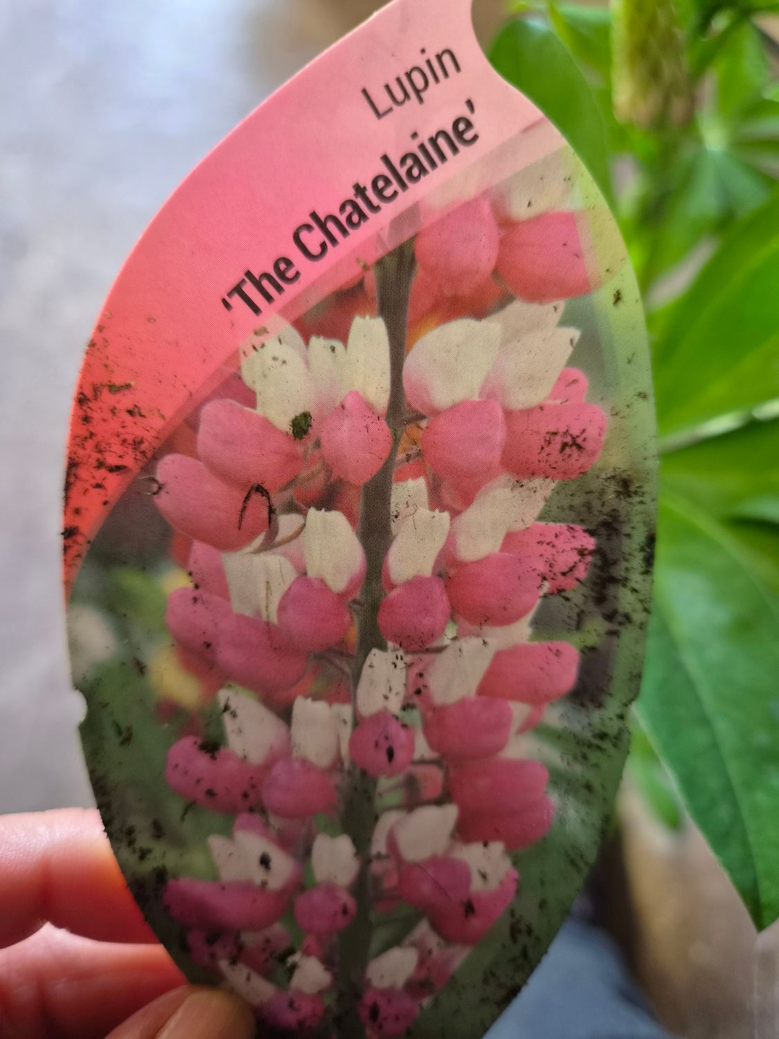 Lupin  The Chatelaine