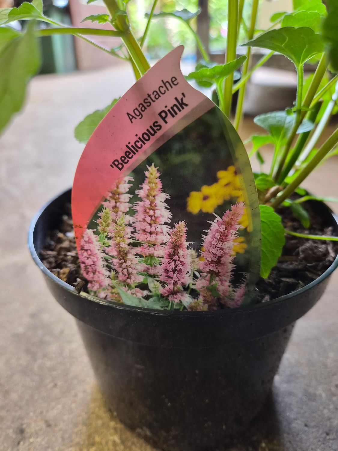 Agastache Beelicious Pink