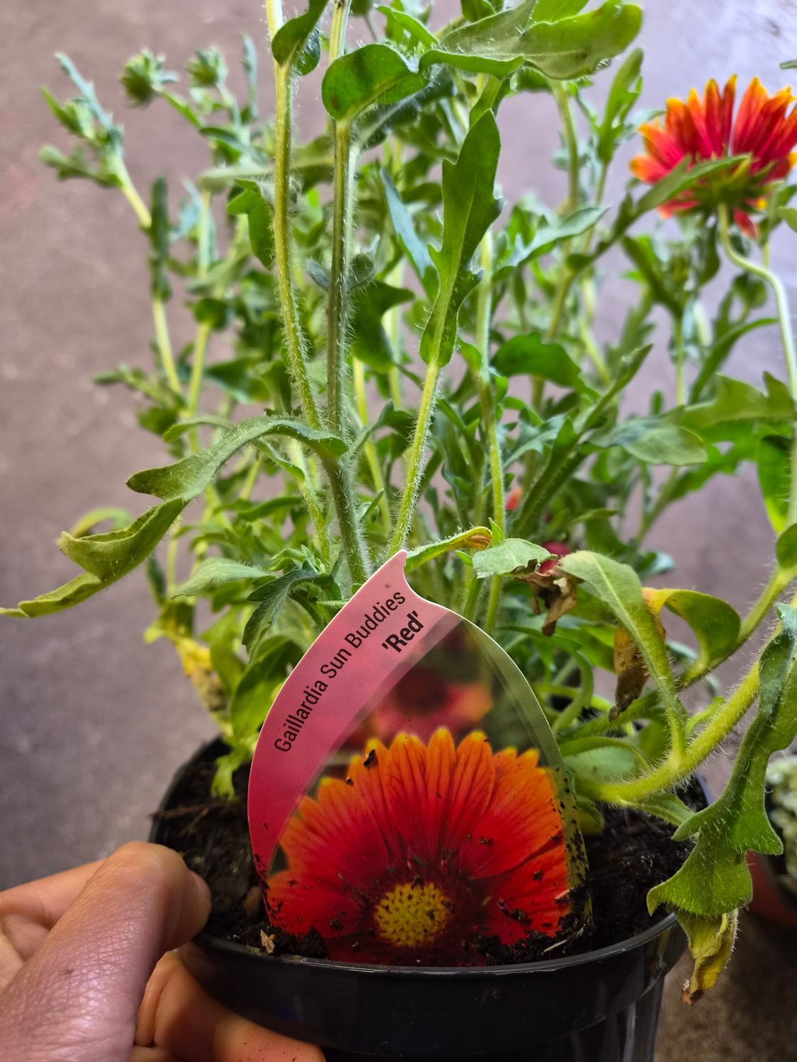 Gaillardia Sun Buddies Red