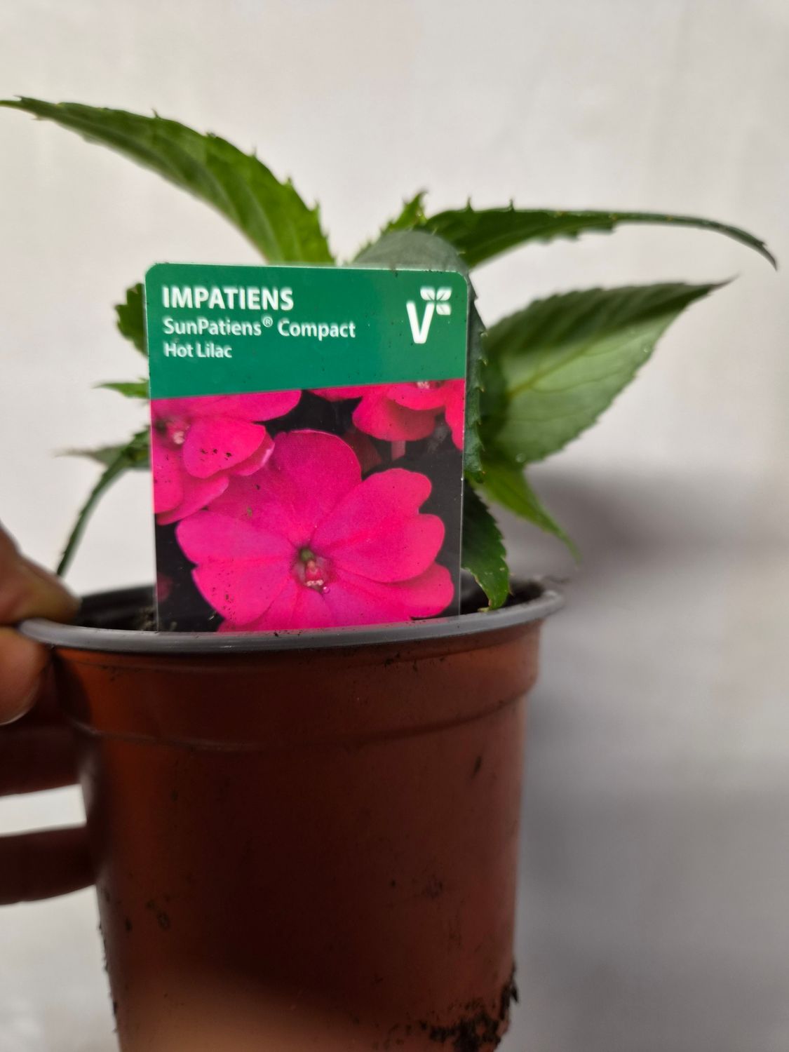 Impatiens Sunpatiens Hot Lilac