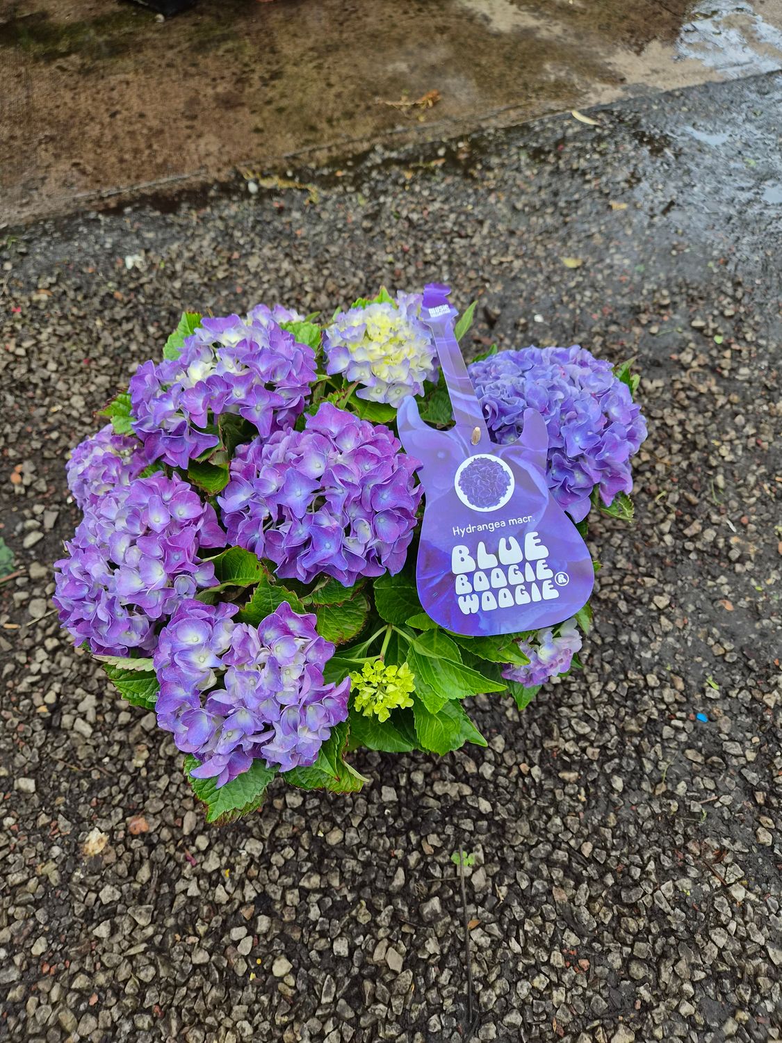 Hydrangea Macr. Blue Boogie Woogie