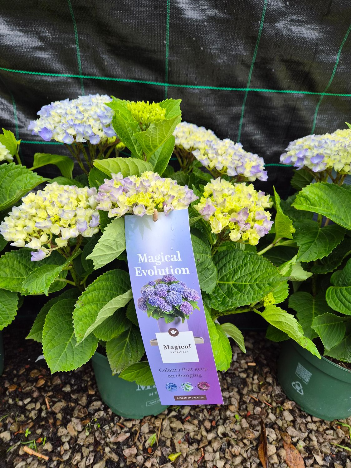 Hydrangea Magical Evolution Blue ..flowers from June until October. Flowers change with the seasons from blue to green /pink eventually turn red .Good in pots or beds.