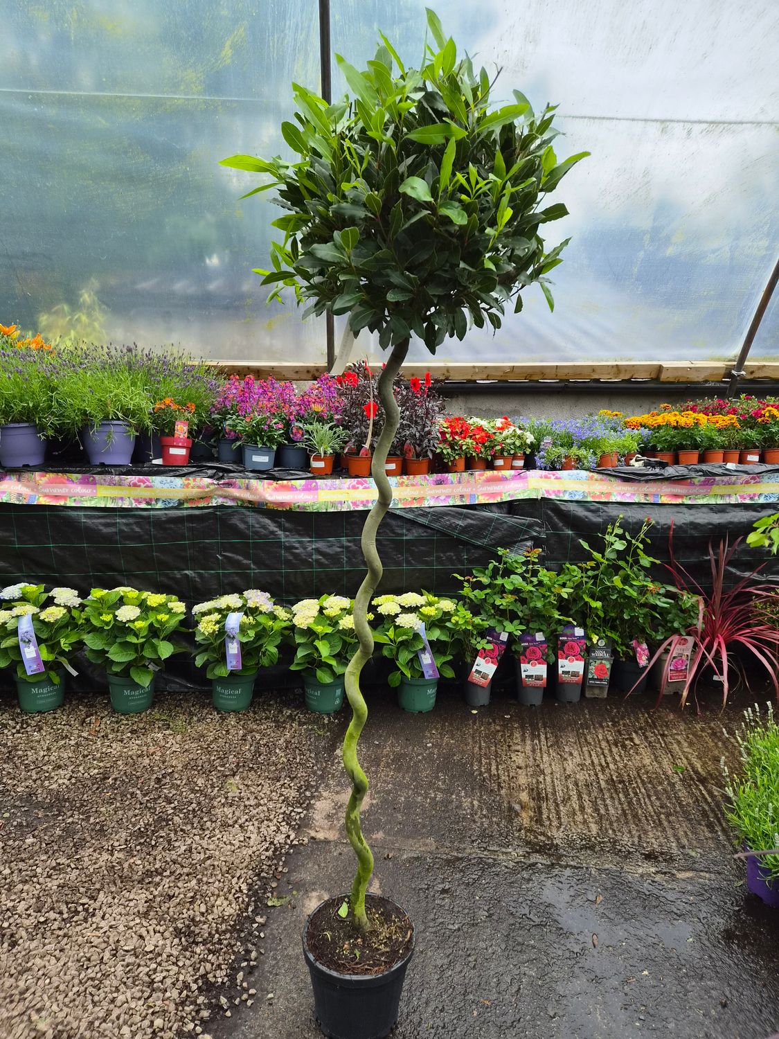 Bay Tree Spiral Laurus Nobil