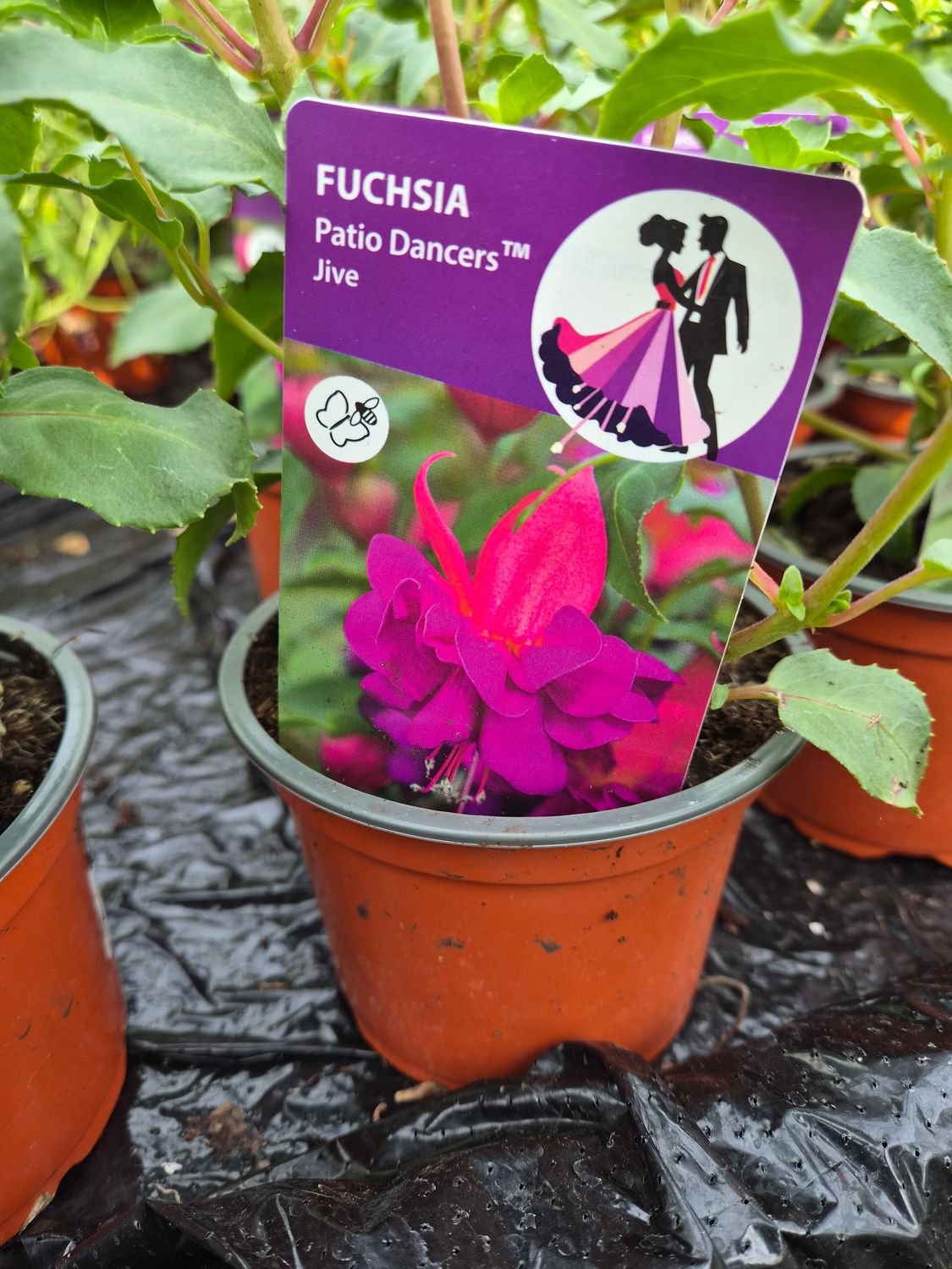 Fuchsia Jive