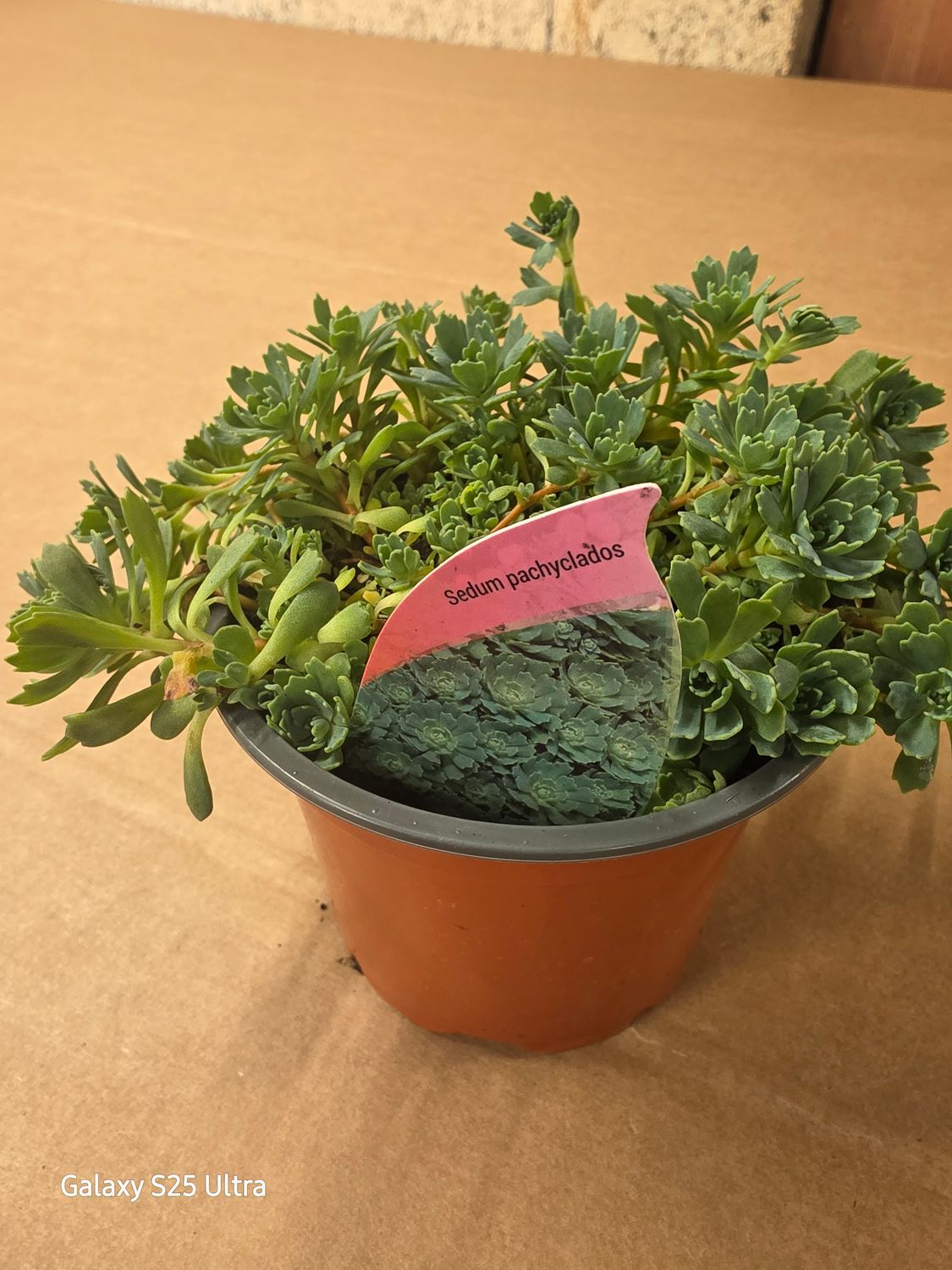 Sedum pachyclados