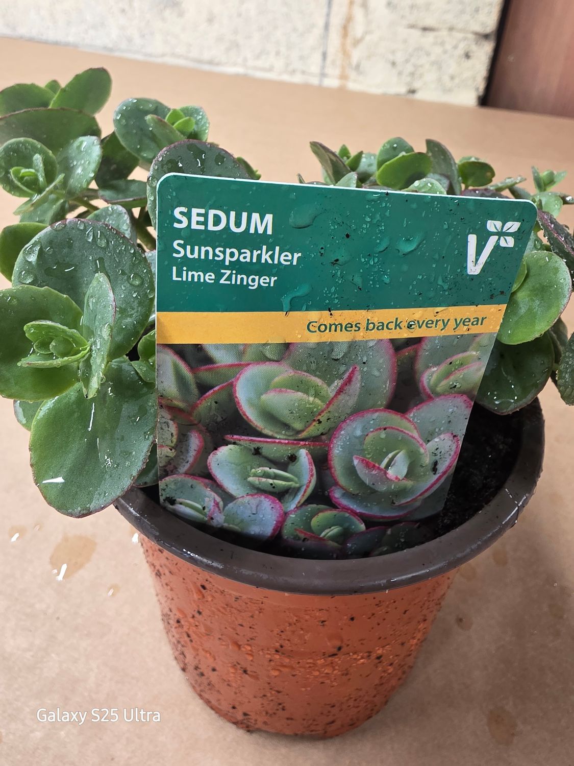 Sedum -Sunsparkler "Lime Zinger"