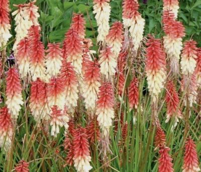 Kniphofia Orange Vanilla Popsicle (Dwarf Poker Lily) flowers from June until October.Winter hardy and lasts for years