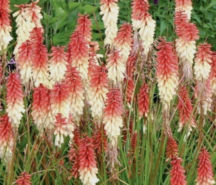 Kniphofia Orange Vanilla Popsicle (Dwarf Poker Lily) flowers from June until October.Winter hardy and lasts for years
