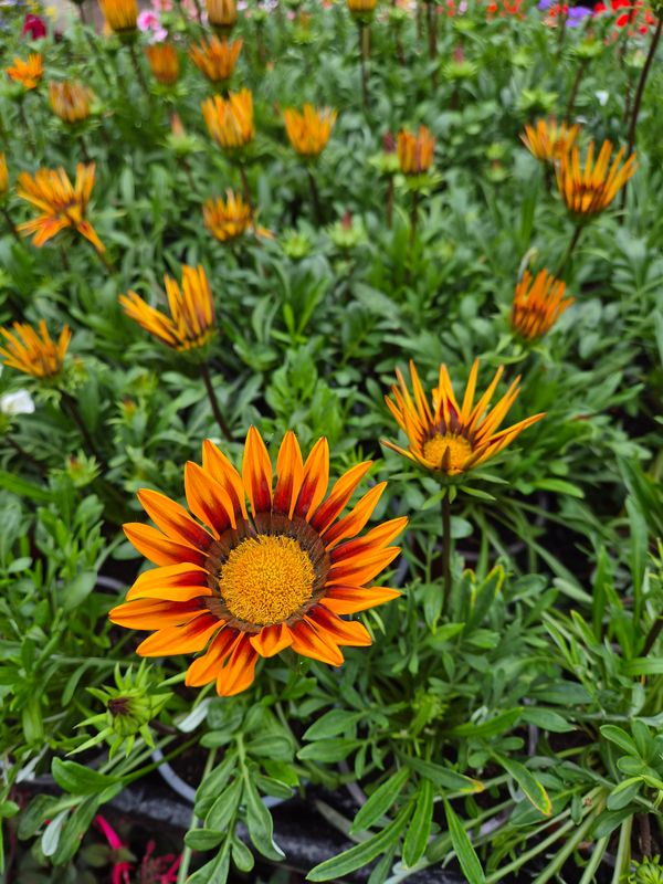 Gazania Orange Flame