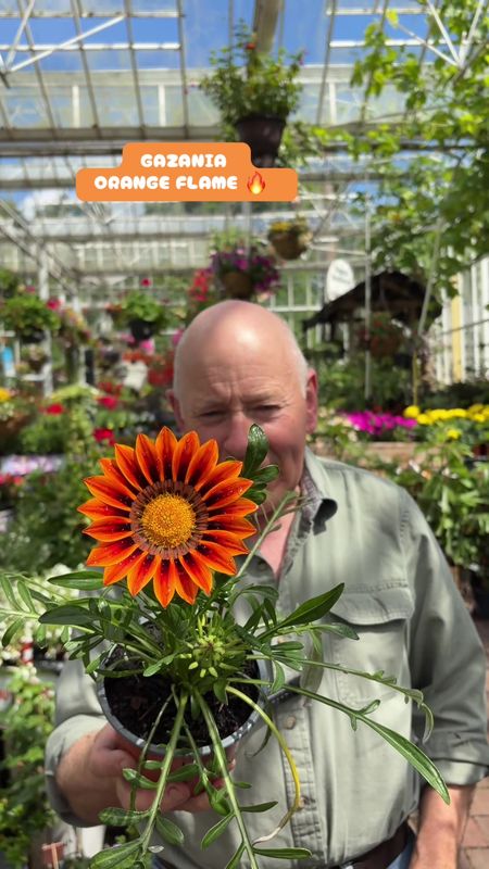 Gazania Orange Flame