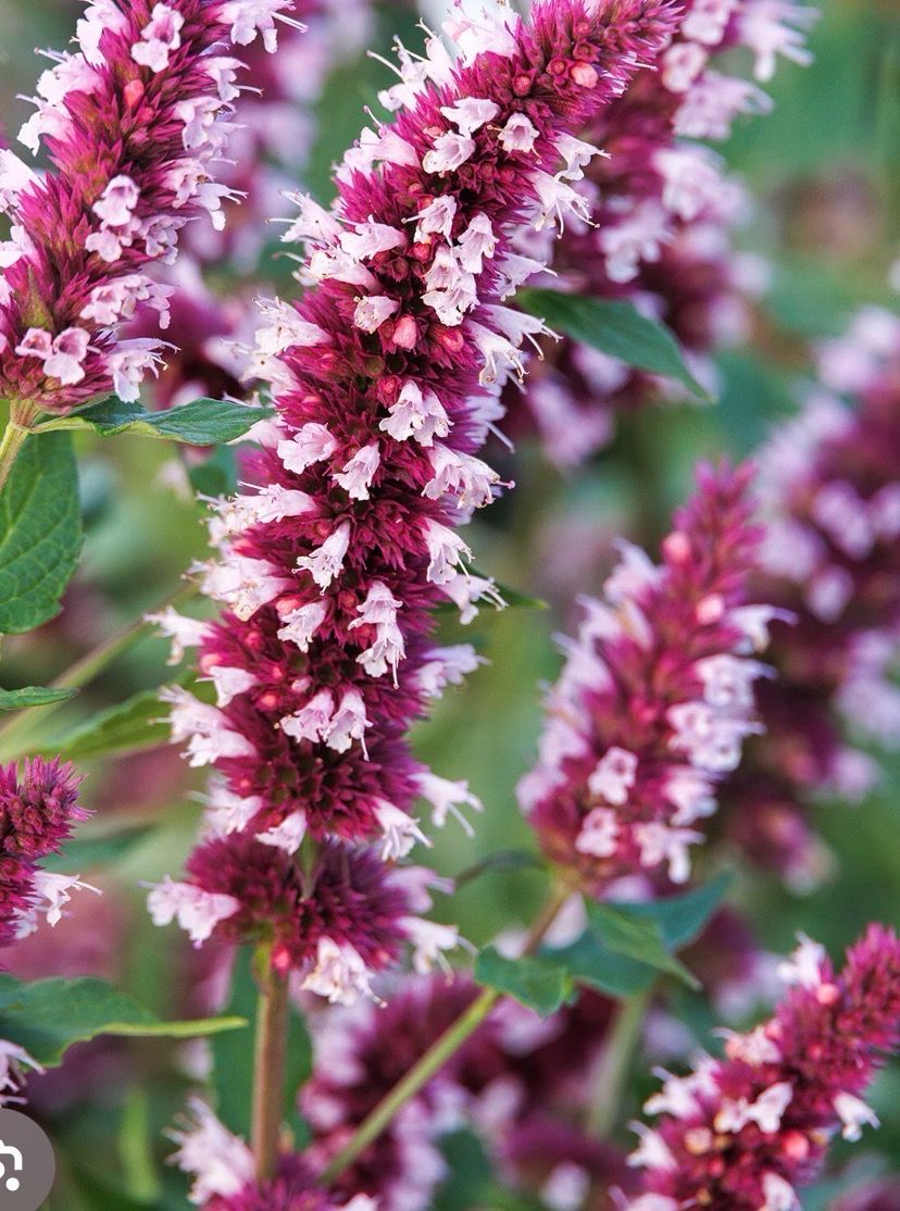 AGASTACHE BEELICIOUS PINK ..hardy perennial with long lance shaped leaves Long whorls of flowers in shades of pink Flowers in summer and autumn. Loved by bees ,butterflies and pollinators